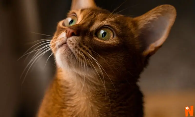 Cara del gato Abisinio con ojos grandes verdes bien abiertos que mira hacia arriba.