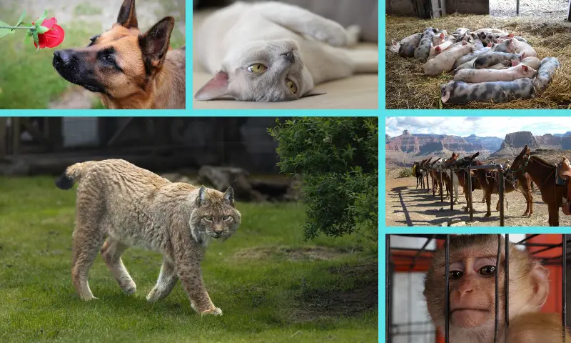 Grupo de fotos que representan a distintos grupos de animales, los domésticos con perros y gatos, los silvestres con un mono y un lince, los de granja, trabajo y producción, representados por cerditos y mulas.