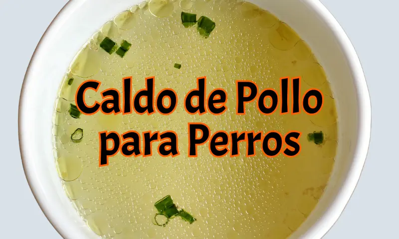 Un tazón con caldo de pollo sin verduras ni carne.