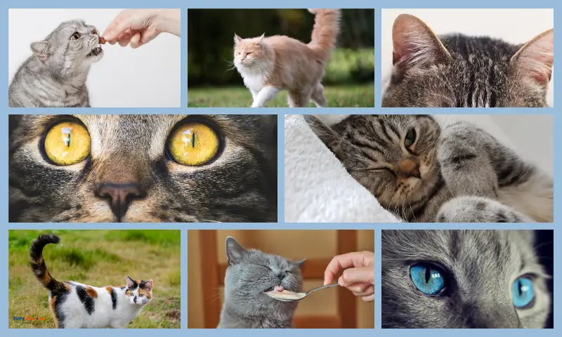 Varias fotos en una sola imagen que representan algunas de las características de los gatos: sus ojos (visión), nariz (olfato), orejas (oído), bigotes, y comiendo por su buen paladar