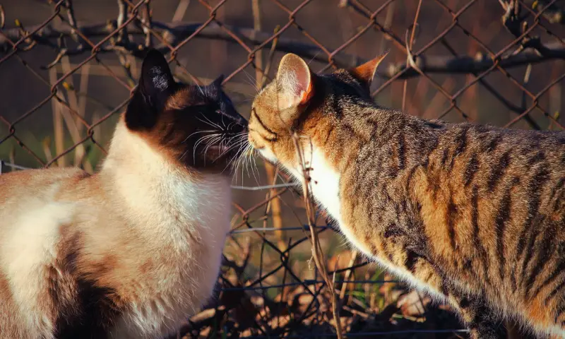 Celo en gatas, Una gato siamés hace contacto con una gata doméstica blanco y atigrado, tocando sus narices.