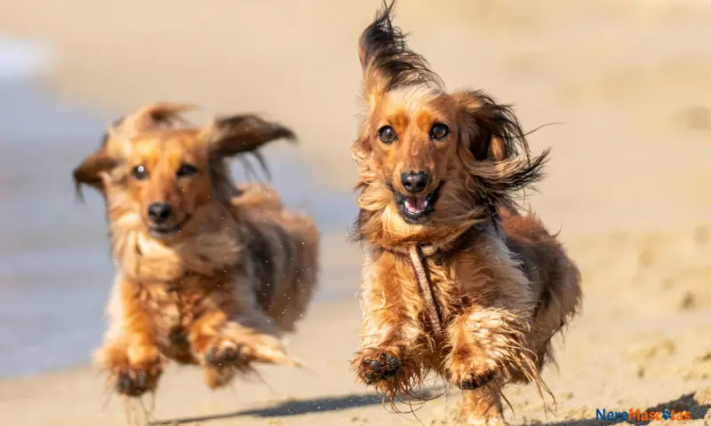 Dos perros Dachshund, teckel o salchicha de pelo liso, color marrón claro con algunos pelos negros, corriendo por la playa.