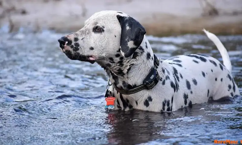 Perro Dálmata parado en el agua, viendo fijo hacía adelante.