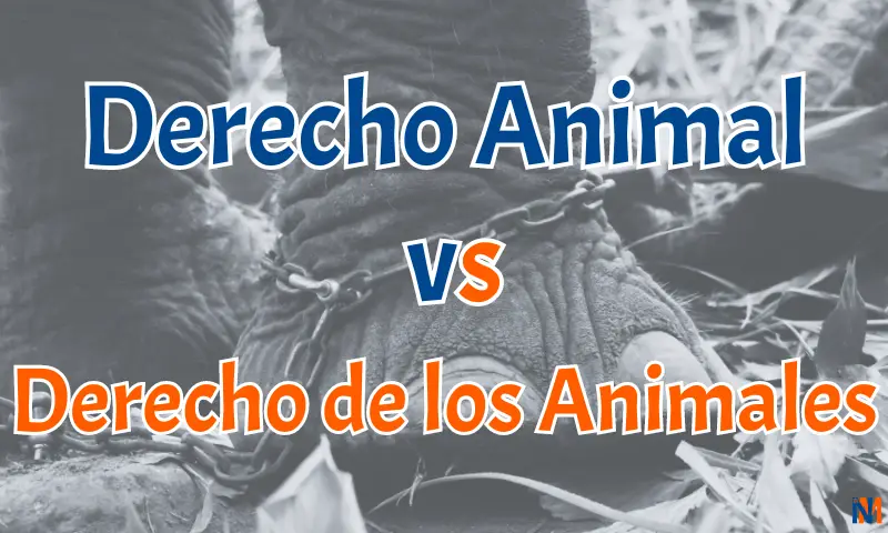 La pata de un elefante encadenado es la muestra de la necesidad de saber que es Derecho Animal y qué es Derecho de los Animales