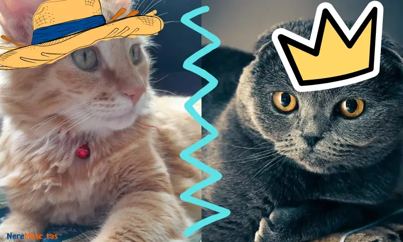 Dos gatos, uno amarillo del lado izquierdo que lleva un sombrero de paja amarrillo con azul, representando al gato mestizo, y del otro lado un gato escoses color gris oscuro que lleva una corona amarilla, representando a los gatos de sangre real o que vienen de los reyes.