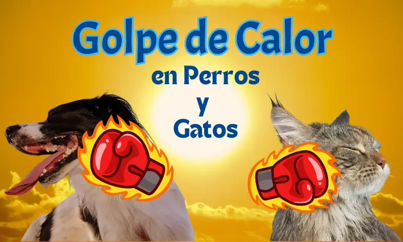 Imagen donde un perro y un gato son golpeados con un guante rojo en llamas, que simboliza lo fuerte del calor en verano