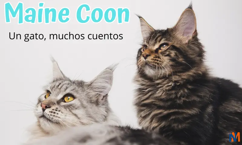 Dos Gatos Maine Coon, color gris claro y gris oscuro atigrados