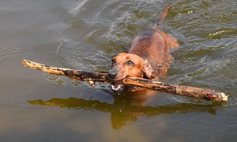 perro dachshund, teckel o salchicha de pelo liso en el agua