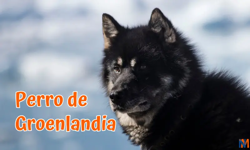 Perro de Groenlandia o Groenlandés de color negro