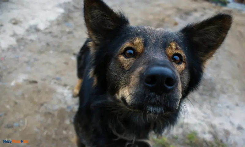 Foto de perro mestizo con mirada directa a la cámara.