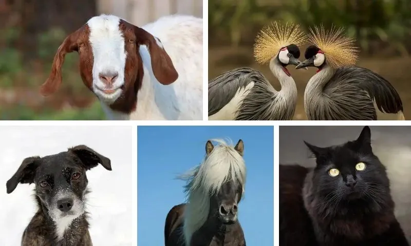 Grupo de fotos con distintos tipos de animales: aves, cabra, gato, perro y caballo